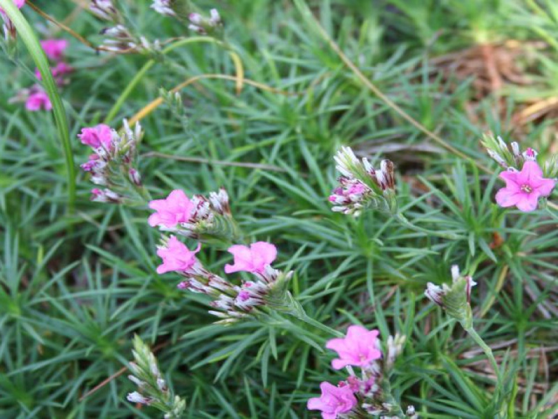 Акантолимон