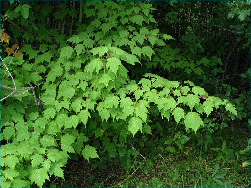 Клен бородатый