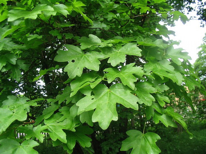 Клен полевой