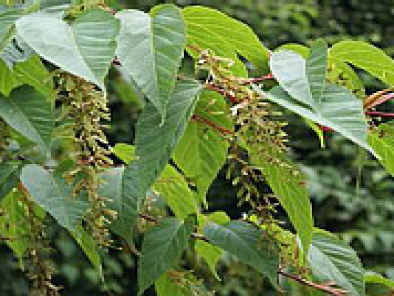 Клен Давида