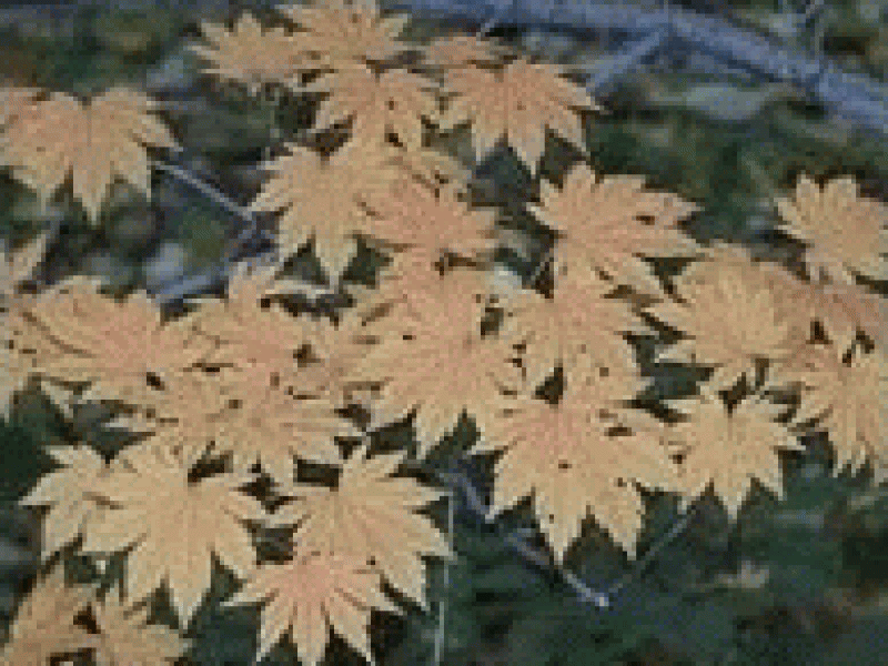 Клен расходящийся