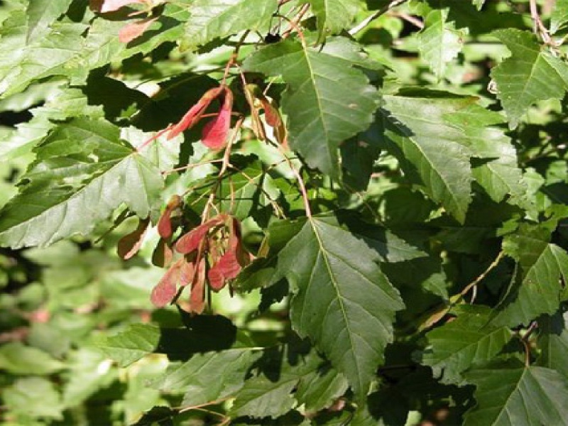 Клен приречный