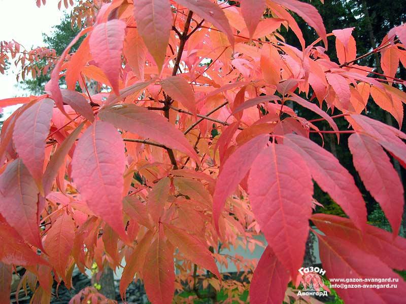 Клен маньчжурский