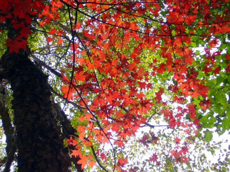 Клен моно или мелколистный