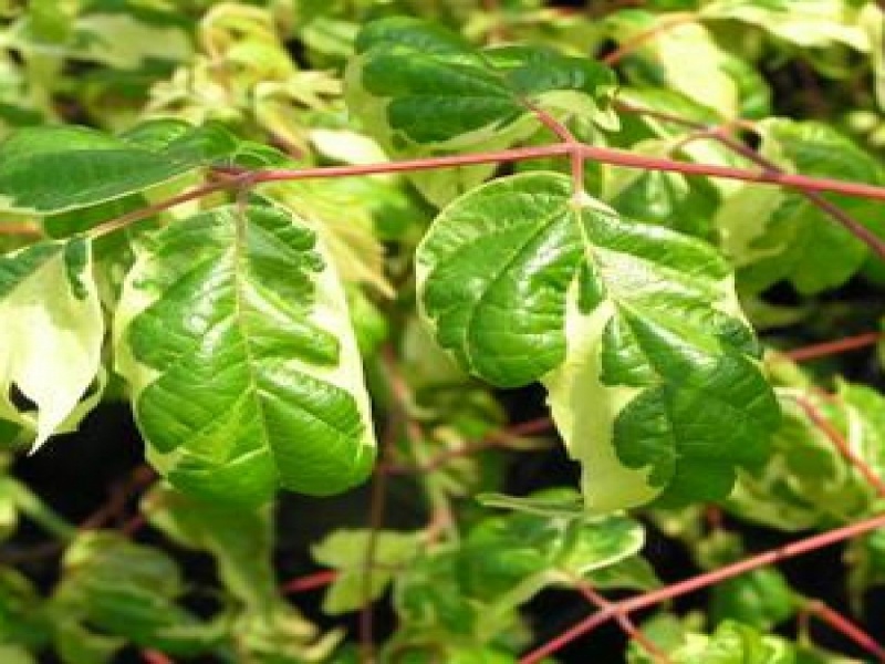 Клен ясенелистный «Ауеро-вариегатум»