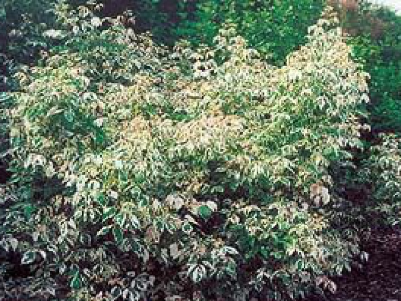 Клен ясенелистный «Фламинго»