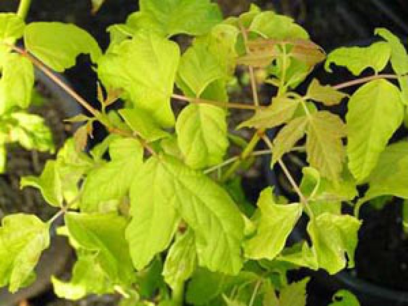 Клен ясенелистный «Одессанум»