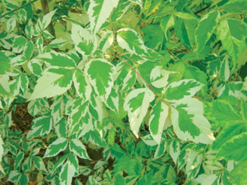 Клен ясенелистный «Вариегатум»