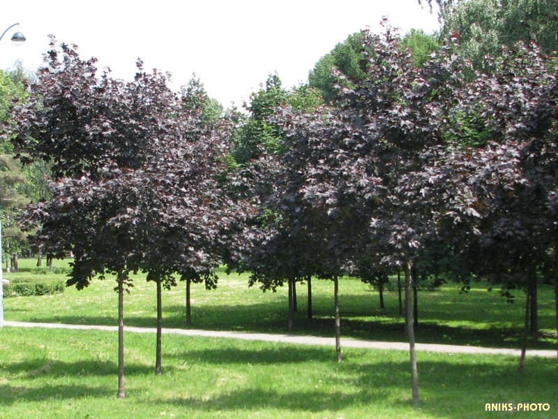 Клен черный