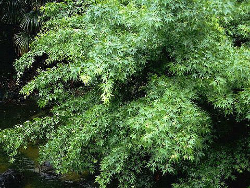 Клен дланевидный или веерный