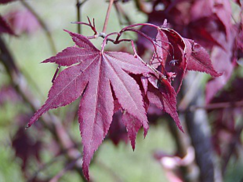 Клен дланевидный или веерный