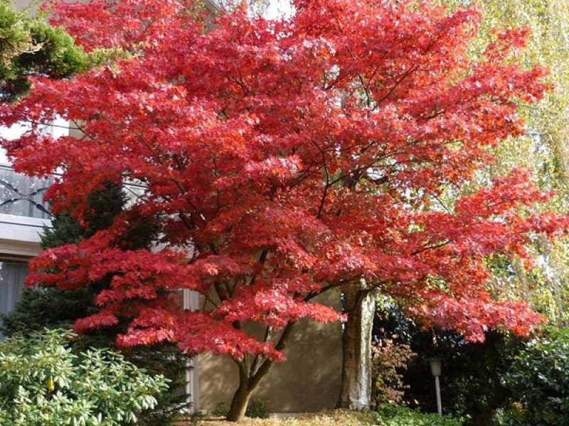 Клен веерный Bloodgood