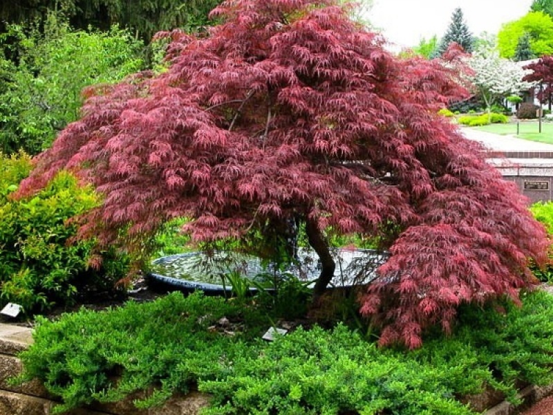 Клен веерный GARNET