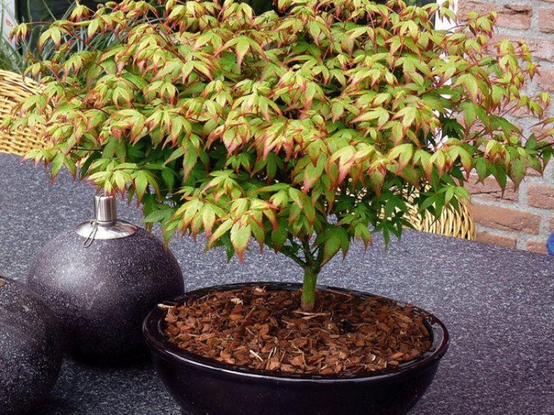 Клен дланевидный "Little Princess"