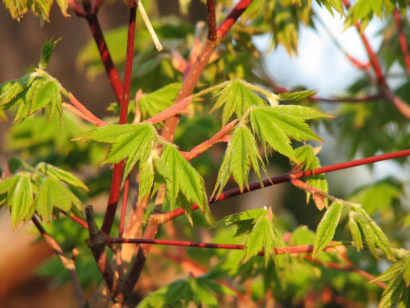 Клен ложнозибольдов