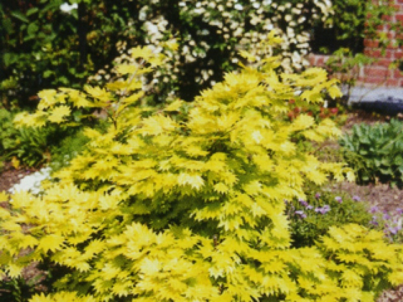 Japanese golden maple