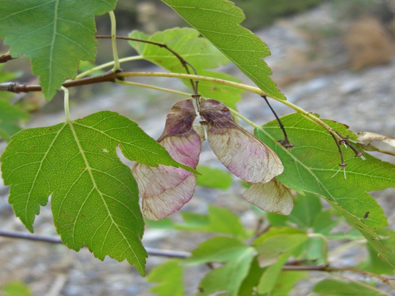 Клен Семенова