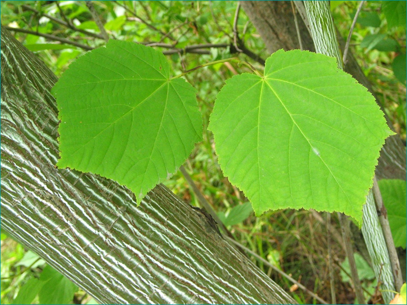 Клен зеленокорый