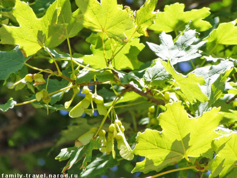 Клен крымский