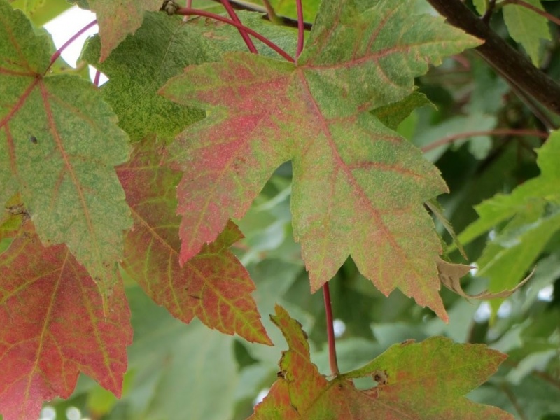 Клен Фримана