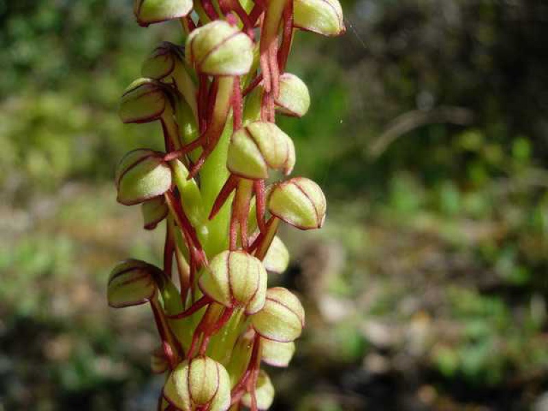 Ацерас фигурный