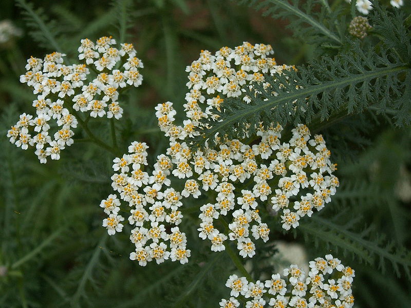 Тысячелистник обыкновенный