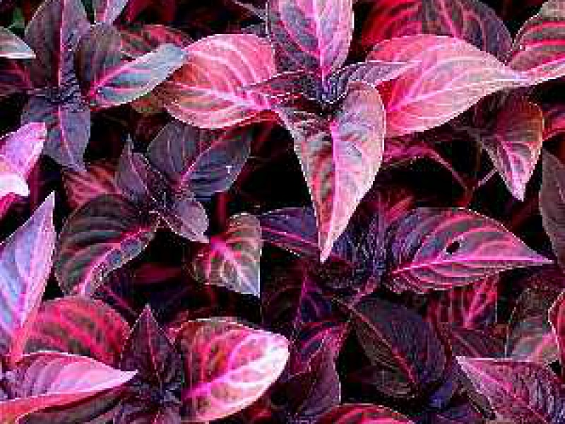 Ахирантес Вершаффелта