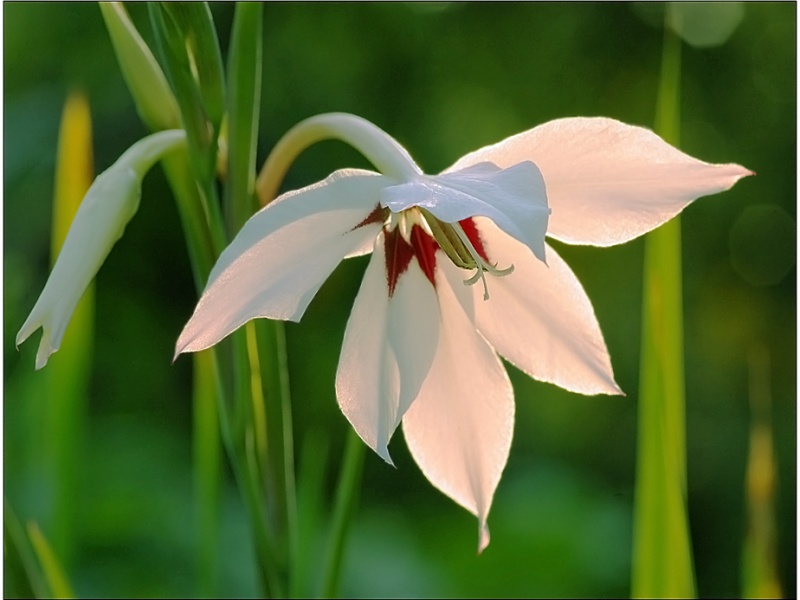 Ацидантера