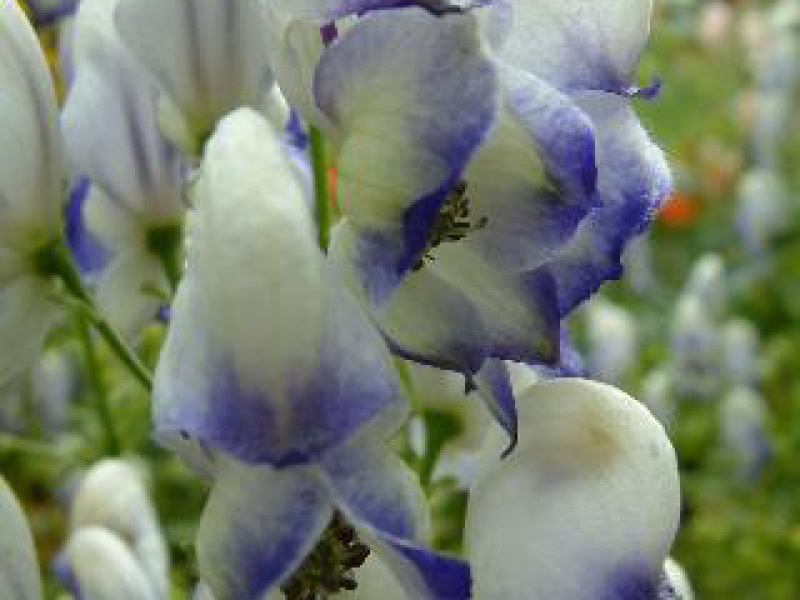 Аконит бело-фиолетовый