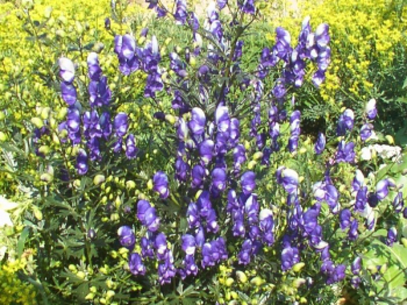 Аконит алтайский