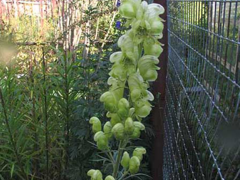 Аконит дубравный