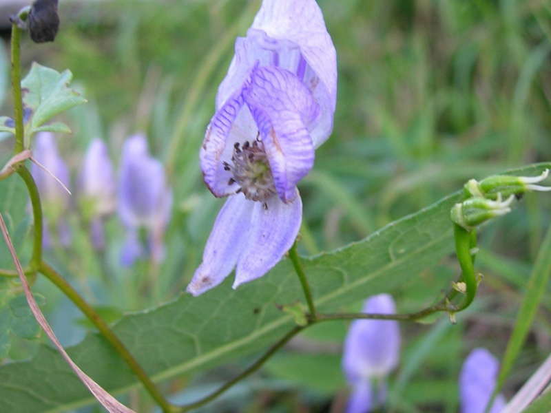 Аконит дуговидный