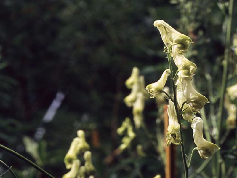 Аконит бородатый