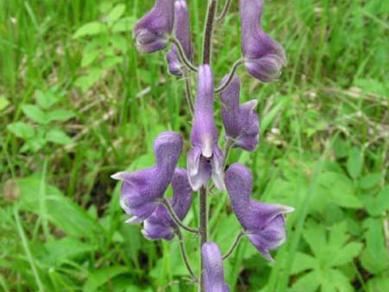 Аконит высокий