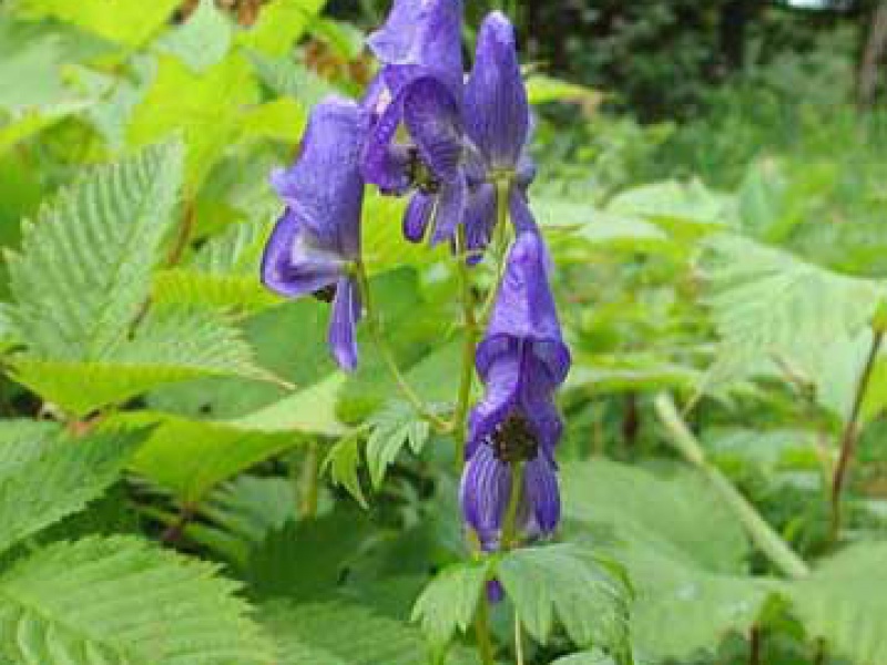 Аконит Фишера