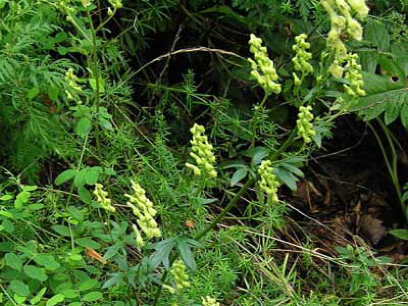 Аконит киринский