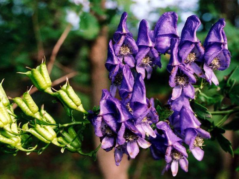 Аконит Кузнецова