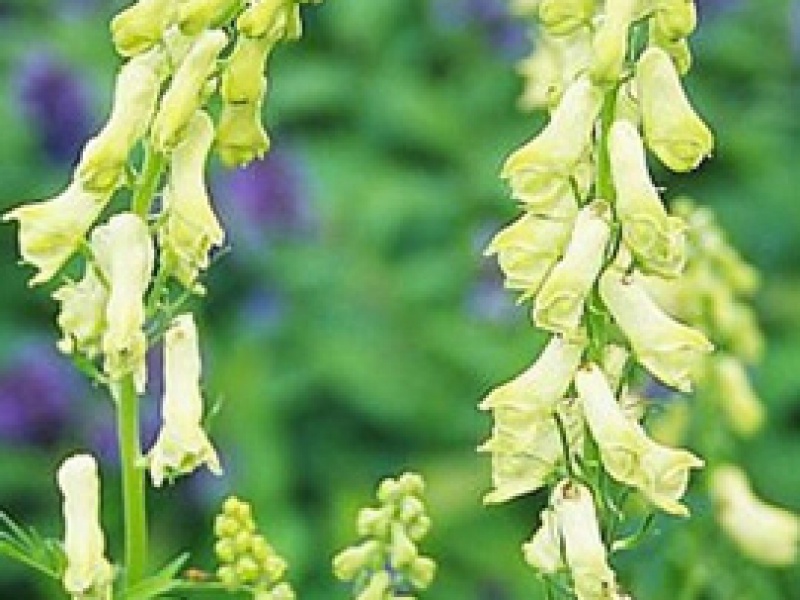 Аконит шерстистоустый