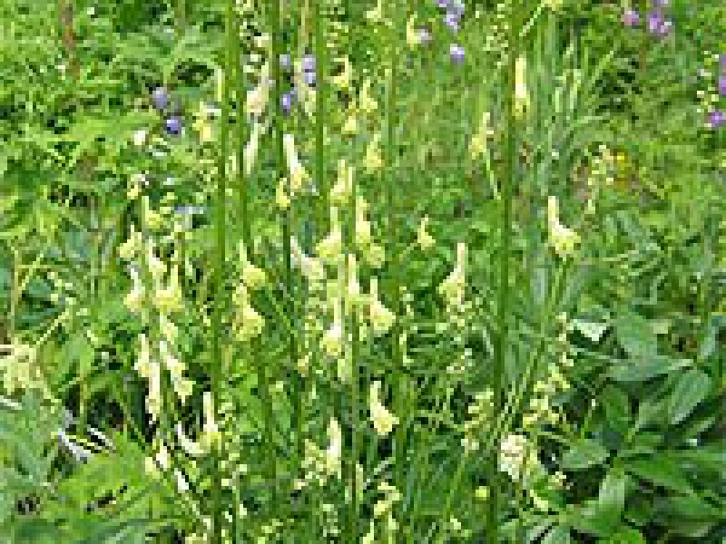 Аконит волчий