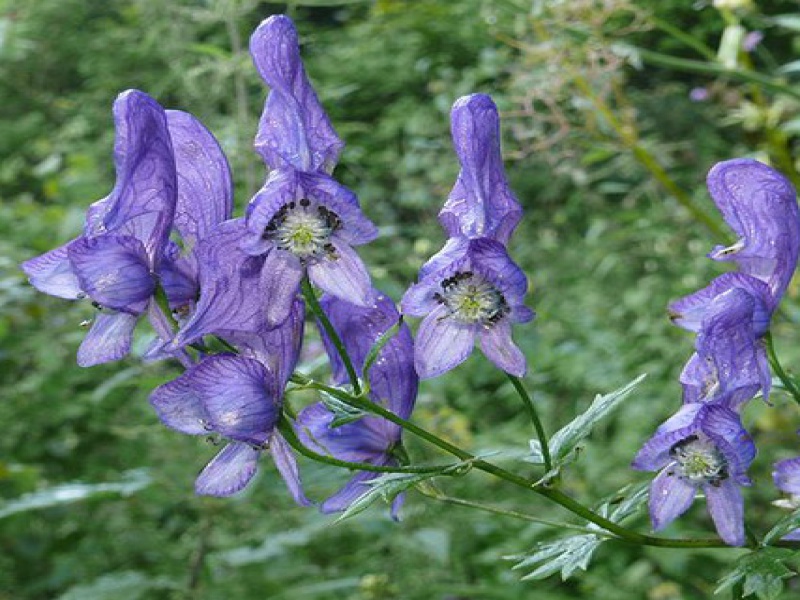 Аконит пестрый