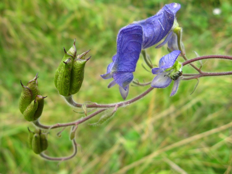 Аконит мохнатый