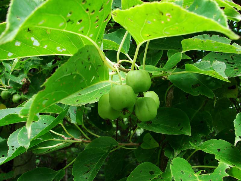 Actinidia