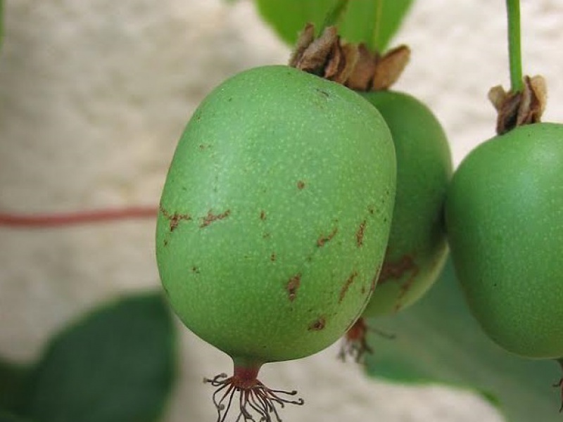 Актинидия Аргута