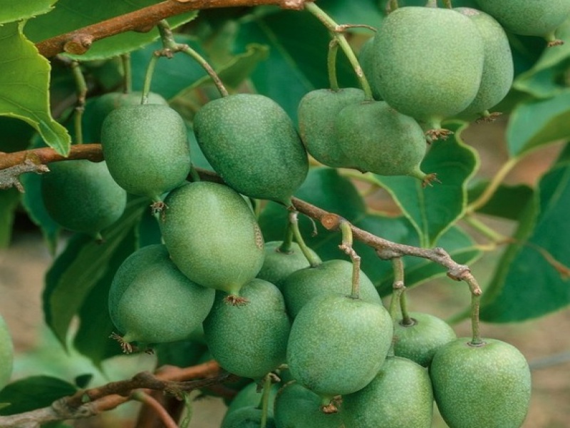 Актинидия Коломикта