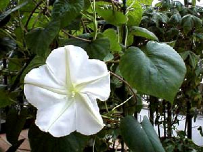 Луноцвет шиповатый