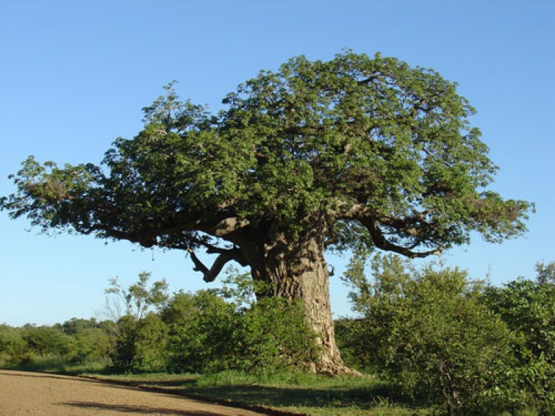 Баобаб Африканский