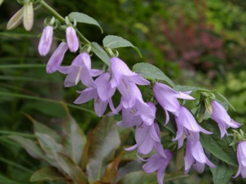 Аденофора или бубенчик