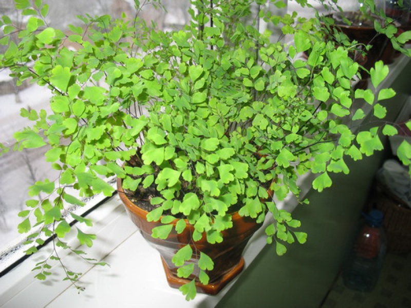 Адиантум венерин волос