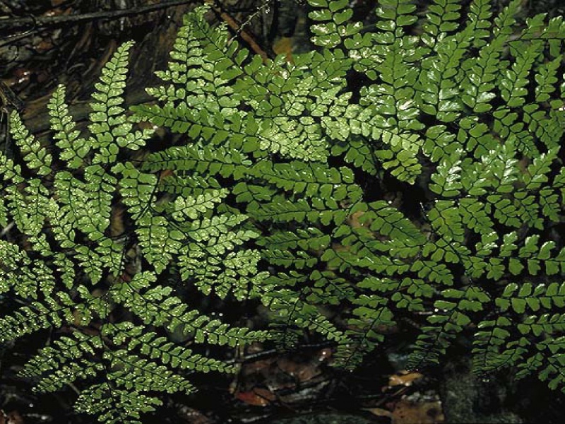 Адиантум красивый