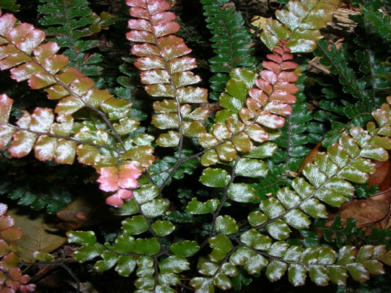 Адиантум мелкоопушенный